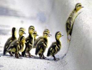 Leadership ducklings